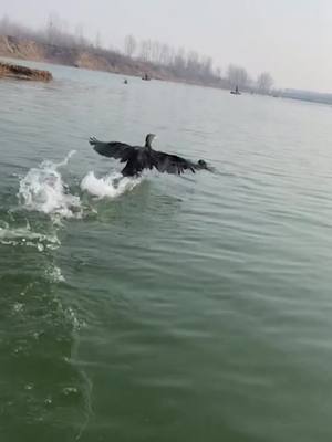 A post by @yingchengfish on TikTok caption: If you are busy, you can't get away with it.#cormorant