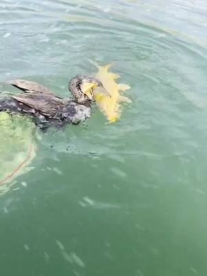 A post by @yingchengfish on TikTok caption: Caught a big golden fish.#cormorant #BiggerIsBetter