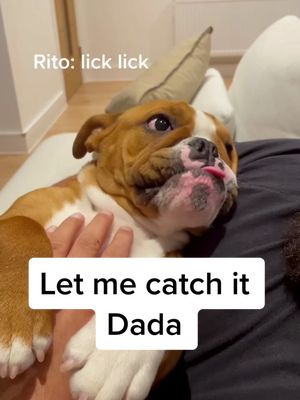 A post by @itsritosworld on TikTok caption: #fyp #englishbulldogpuppy #englishbulldog #bulldog #puppy #dog #catchingair