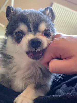 A post by @indiethechi on TikTok caption: 👹 #indiethechi #TestReadyChic #chihuahua #fyp #owaowa