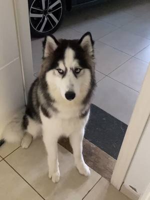 A post by @alaskaohusky on TikTok caption: Quem nunca? #fy #fyp #husky