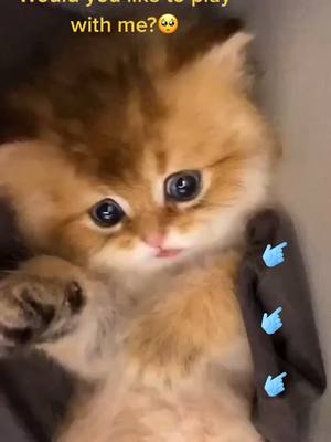 A post by @cookiecatlovely on TikTok caption: If you love me,please give me a little ❤️  🥺🥺🥺#cat #catsoftiktok #kitten #catlover #foryou