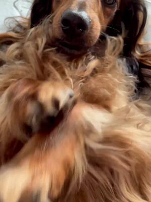 A post by @nemotripawdsausag on TikTok caption: I sneeze 🤧 #fyp #dogs #cute #viral