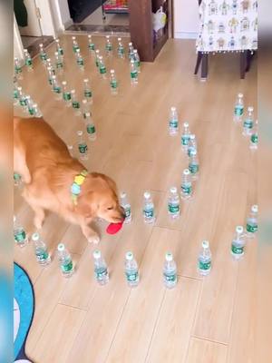 A post by @love2puppy on TikTok caption: Maze challenge!!! Not a bottle fell!!!👍👍👍#puppiesonly #puppy #dog #goldenretriever #cute #pet #pfy #pfypシ #pageforyou #foryou