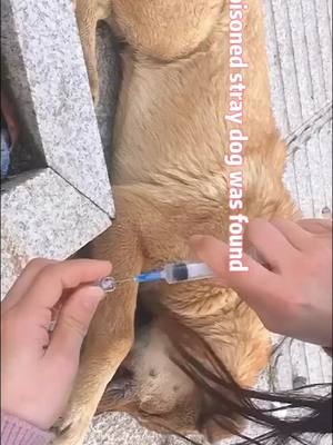 A post by @moleking2021 on TikTok caption: Save a stray dog.#straydog #dogs #dog #pet #poison