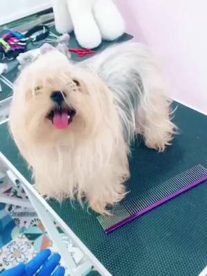 A post by @hepburnloved on TikTok caption: Gorgeous Transformation😍😍Can you believe this is the same dog?#foryou#dog#Yorkies#cute