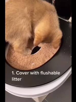 A post by @kiwwii_ii on TikTok caption: #duet with @purrberryshortcake omg Let your cat learn...#duet #cute #cat #fyp