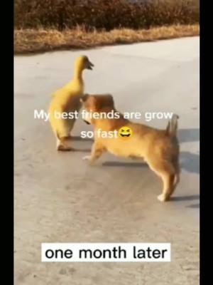 A post by @repan0927197 on TikTok caption: #duet with @lifetip22 #puppy #pet