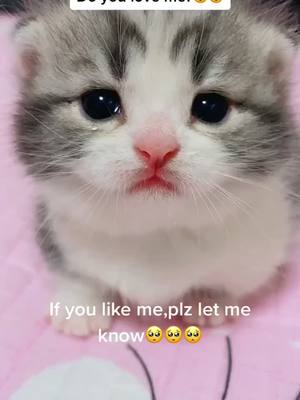 A post by @cookiecatlovely on TikTok caption: Am I really not cute at all?Why no one likes me?😭😭😭🥺🥺🥺#cat #kitten #catsoftiktok #pet