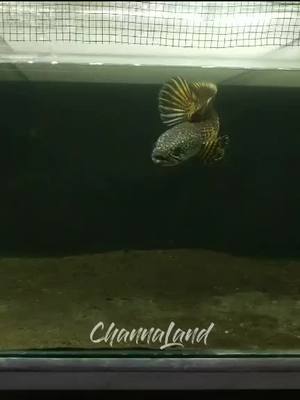 A post by @channaland on TikTok caption: Yg punya channa jenis ini duetin 😁😁#fyp #channaauranti #snakehead #snakeheadfish #YourFaceChampion #ManisPedesNgegigit #