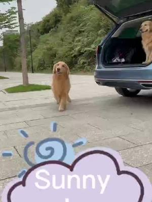 A post by @kawayi520 on TikTok caption: Wonderful day#doggy#fyp