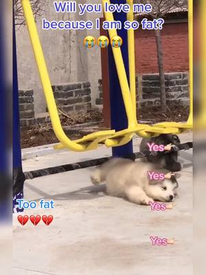 A post by @love2puppy on TikTok caption: Will you love me?🥺🥺😘 #puppiesonly #puppy #dog #goldenretriever #cute #pet #pfy #pfypシ #pageforyou #foryou