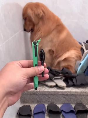 A post by @ashleycutepet on TikTok caption: Why are you obsesed with my flip flops so much? 😩 #goldenretriever #badboy #brokendog #dogsoftiktok #fyp