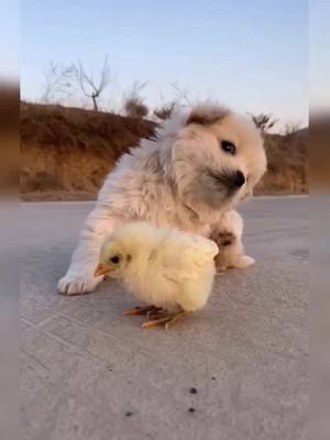 A post by @love2puppy on TikTok caption: #puppiesonly #puppy #dog #goldenretriever #cute #pet #pfy #pfypシ #pageforyou #foryou