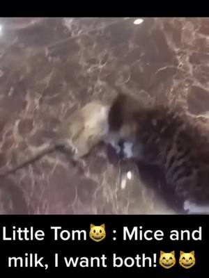 A post by @catandmouselive on TikTok caption: This's good Tom!#catandmouse #mouseoftiktok #catsoftiktok #kitten