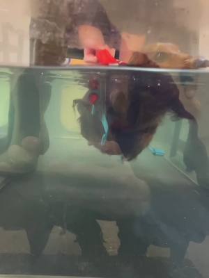 A post by @nemotripawdsausag on TikTok caption: Every week our #tripawd #sausagedog goes swimming. Today he went in the glass pool so we could see his little flipper 🥺