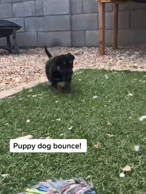 A post by @azcarerescue on TikTok caption: Puppy dog bounce! Guinness is the cutest little pup! #dog #puppy #dogsoftiktok #puppylove ￼