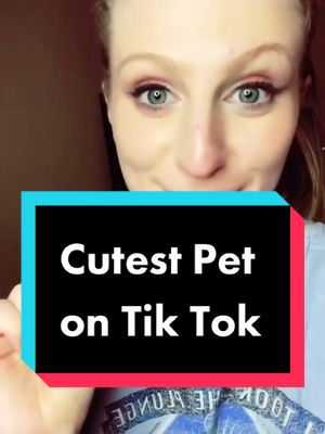 A post by @pacothegrouch on TikTok caption: #stitch with @montana.savannah Paco looking real cute 🥰 #pacothegrouch #puppiesonly #dontsweatit