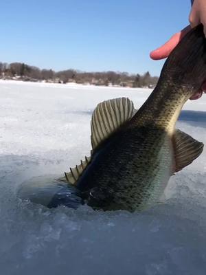 A post by @gabegalovich on TikTok caption: #icefishing #fishing #fish #bass #pike #illinois #Outdoors