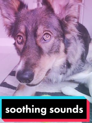 A post by @pupperpiper on TikTok caption: Piper always gives us cuddles when we are overwhelmed #cute #anxiety #adhd #husky  #cupofcoffee #neurodivergent #germanshepherd