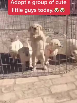 A post by @leinuo0802 on TikTok caption: Adopt a group of cute little guys today.🐶🐶#dog #dogsoftiktok #foryou