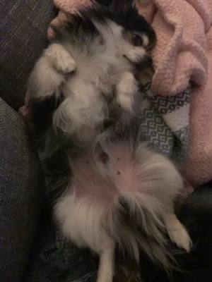 A post by @indiethechi on TikTok caption: This is how indie sleeps! Anybody else’s chihuahua the same? #NespressoTalents #indiethechi #chihuahua #fyp #owaowa