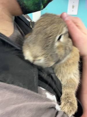 A post by @allpetgroomingteam on TikTok caption: Dogs and cats aren’t ALL we groom!!  #easterbunny  #pet grooming #cute #snuggle  #fluffy  #bunny