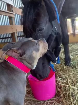 A post by @lunavalue on TikTok caption: Are they friends? #dog #horse #animals #fyp