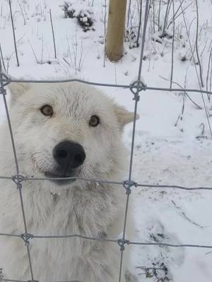 A post by @alllyyxx on TikTok caption: TK is just a happy happy happy wolfdog #yamnuskawolfdogsanctuary #tiktokcanada #fyp #foryoupage #highcontentwolfdog #wolfdog