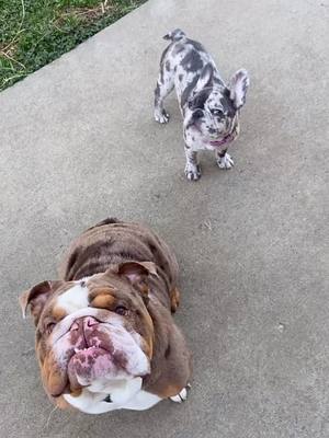 A post by @biggie_remi_bulldogs on TikTok caption: #frenchie #englishbulldog #bulldogs #bulldogsoftiktok #fyp