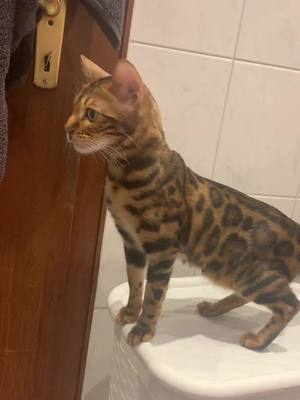 A post by @kisa_bengal on TikTok caption: #recommendations #cat #bengal #кошка #бенгал