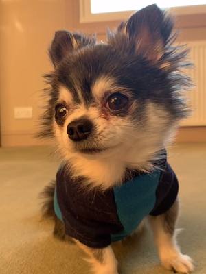 A post by @indiethechi on TikTok caption: The most beautiful face 🌞 #CreatorRevolution #indiethechi #NespressoTalents #chihuahua #fyp #owaowa #harrystyles