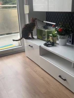 A post by @kisa_bengal on TikTok caption: #recommendations #cat #bengal #кошка #бенгал #аквариум