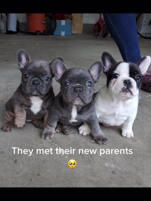 A post by @blac_amazon on TikTok caption: My babies will be going home soon 🥺 #frenchie #puppiesoftiktok #mybabiessss #dogmom