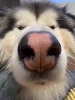 A post by @nofunhere2020 on TikTok caption: #pet #cute #dog #bigface #haha #omg dont use wide camera for dogs