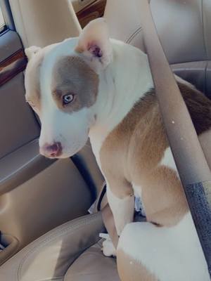 A post by @brittbrat254 on TikTok caption: Got home and she jumped in the car so I took her for a ride! 😂😂🥰 #fyp #foryou #dogsoftiktok #pitbull