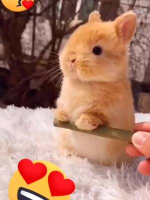 A post by @nofunhere2020 on TikTok caption: #CapCut #pet #cute #rabbit #rabbitsoftiktok 🥰😘🥰🥰😍