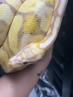 A post by @jhpythons on TikTok caption: Pastel scaleless head male 😍🙌🏻❤️ #ballpython #FindYourCore #SourPatchPrankFund