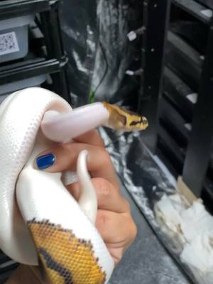 A post by @jhpythons on TikTok caption: What an amazing pied 😍🙌🏻❤️ #ballpython #FindYourCore #SourPatchPrankFund