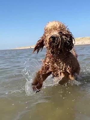 A post by @sphinx_phoebe on TikTok caption: First time at the beach 🏖 #tricky #dog #foryou #fyp #viral #dogsoftiktok #fy #PetsOfTikTok #dogchallenge #fypシ #trending #challange