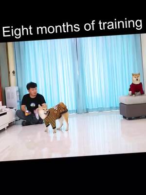 A post by @lunatasha5 on TikTok caption: Eight months of training.#pet #dog #tiktok