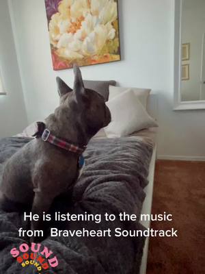 A post by @miketysonthefrenchie on TikTok caption: What is it? #FindYourCore #frenchbulldog #tiktok #frenchies #frenchie #fyp #braveheart #dogsoftiktok #LOL #cute #crazinessoverload #iheardeadpeople