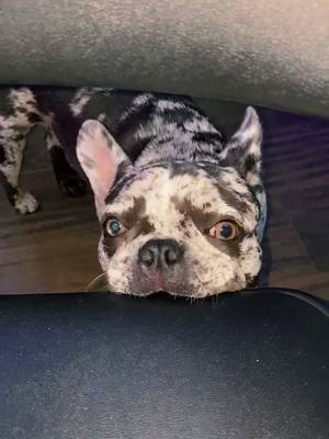 A post by @leyathefrenchie on TikTok caption: trend has gone a bit wrong #frenchbulldog #myfrenchie #dog #puppy #doggy #doglife #puppysoftiktok #frenchbulldogsoftiktok #foryoupagе #fyp #fory