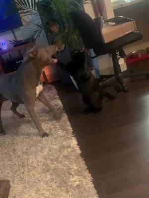 A post by @athenapitbull on TikTok caption: Athena is not having it with Luci 😆 #athenapitbull #cat #pitbull #pitbullpuppy #dog #blackpanther #pitbulls #fyp