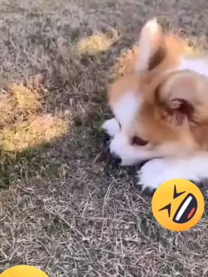 A post by @nofunhere2020 on TikTok caption: #VoiceEffects #CapCut #haha #happy #puppylove #pet #dog #funny #cute #corgi 😭😂🤣😘🥰