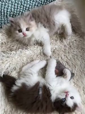 A post by @catthemi on TikTok caption: #foryou #tiktok #cat happy day