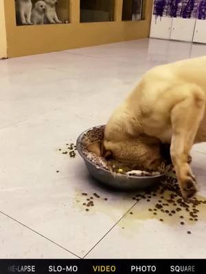 A post by @petdance2 on TikTok caption: Lts crazy to have a meal#dog