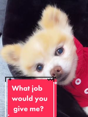 A post by @luccathepom on TikTok caption: What job would you give me?! 🛋🥔 #whatjobwouldyougiveme #couchpotato #fyp #dogsoftiktok #goviralgo #commentbelow #cutenessoverload