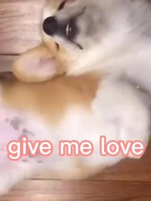 A post by @nofunhere2020 on TikTok caption: #CapCut #haha #happy #puppylove #pet #dog #funny #cute #corgi #Love 🥰🥰🥰