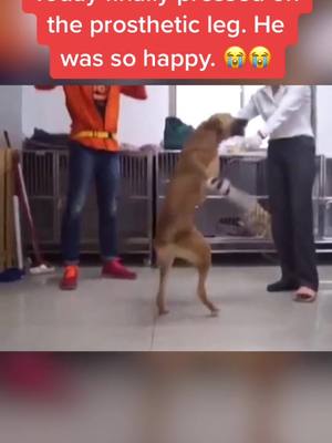 A post by @leinuo0802 on TikTok caption: Today finally pressed on the prosthetic leg. He was so happy. 😭😭#petrescue #pet #dog #foryou